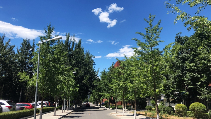 林荫大道 岁月静好